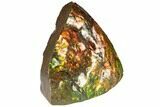 Iridescent Ammolite (Fossil Ammonite Shell) - Alberta, Canada #191710-2